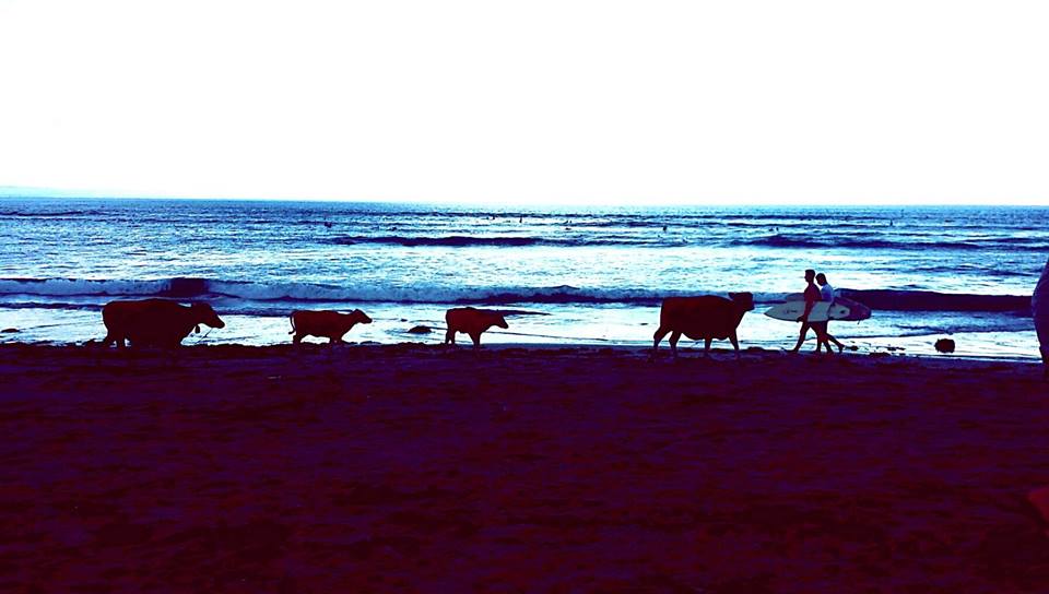 Cows on beach sunset gluten free bread celiac bali where to find eat where to eat gluten free bali seminyak canggu ubud sanur 