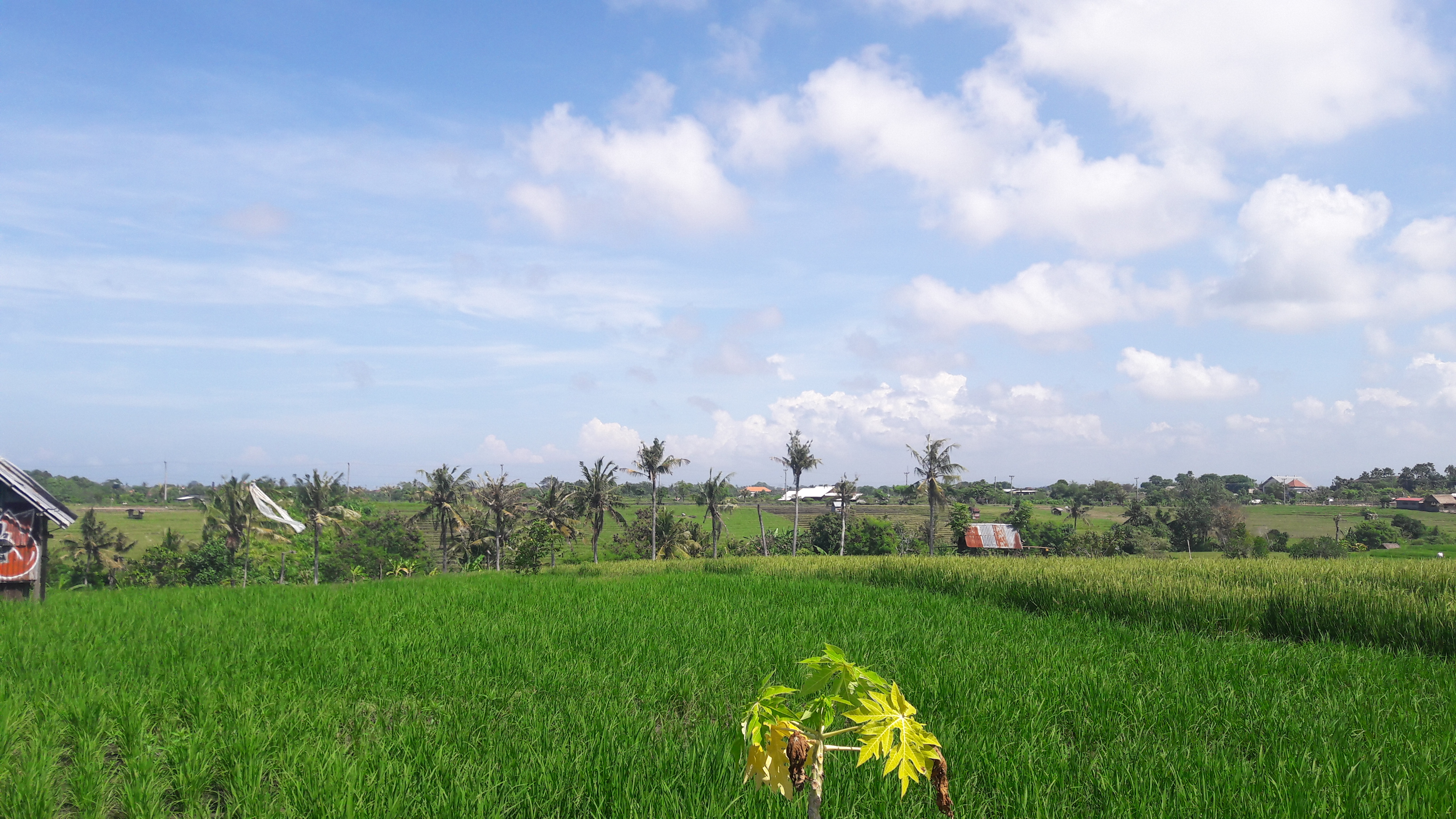 Green Rice Fields blue sky gluten free bread bali Umalas where to find