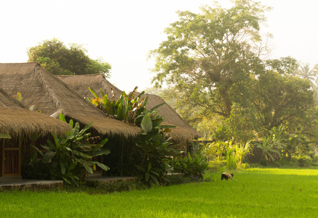 House near rice fields bali Yoga Studios Ubud Classes Practice Bali