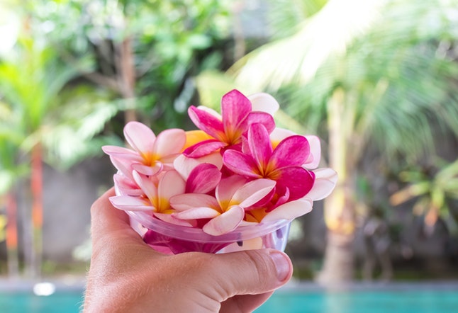 frangipani