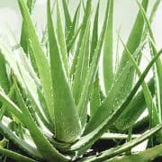 what is aloe vera?