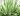 what is aloe vera?