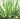 what is aloe vera?