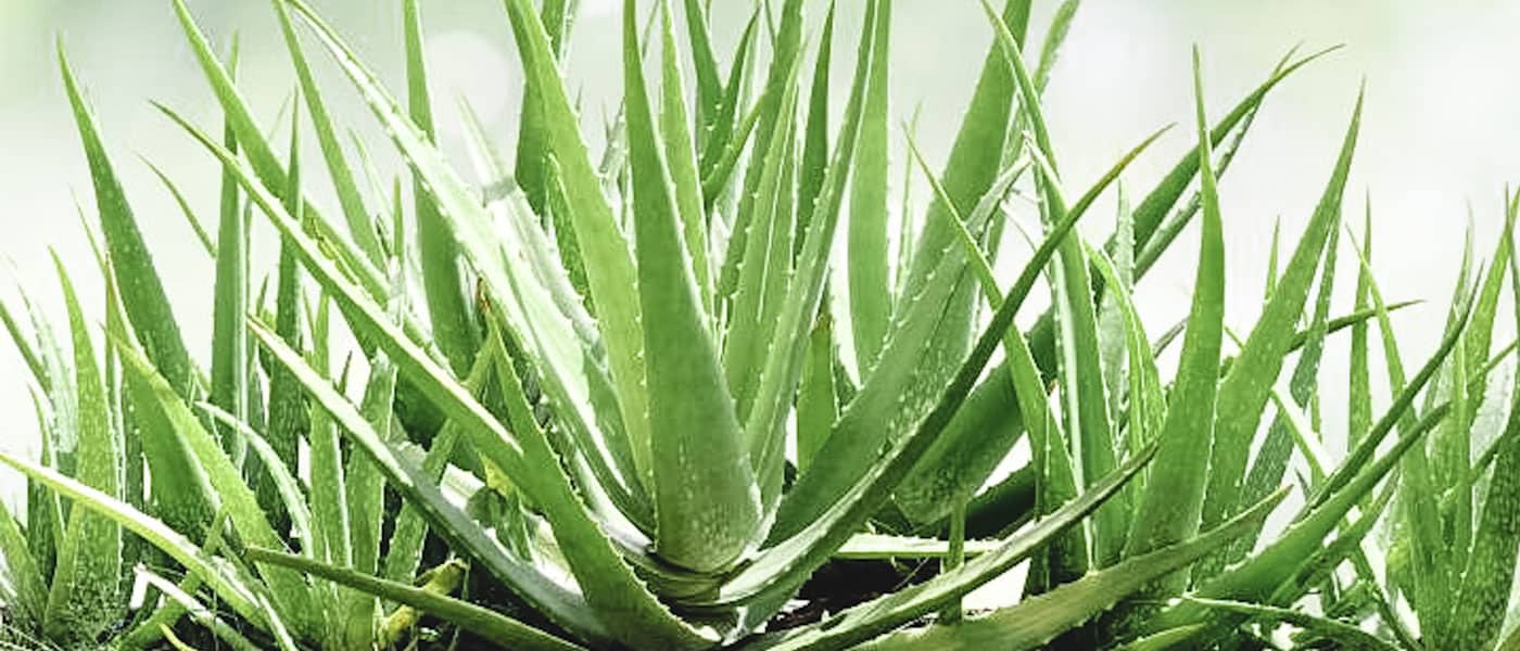 what is aloe vera?