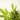 what is CBD oil and does it work?