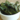 crispy kale chips