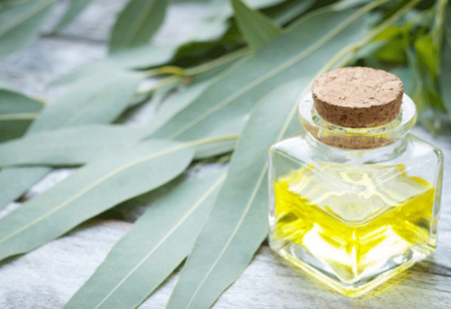 all about eucalyptus oil