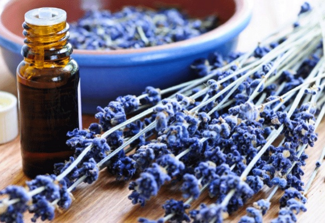 all about lavender oil