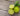 all about lime oil