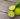 all about lime oil