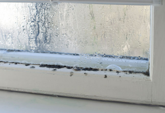 9 tips to effectively prevent toxic mold in your home