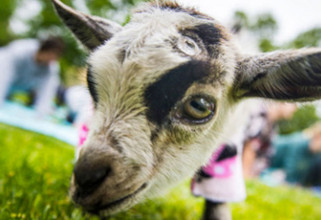 goat yoga in the city