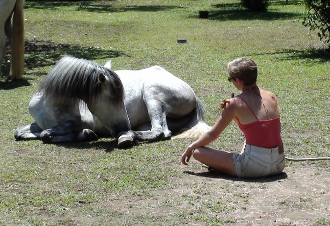 applying the yamas to your horse training