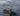 wandering albatross