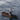 wandering albatross