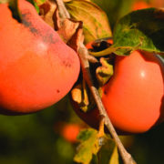 organic farms of the california coast