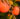 organic farms of the california coast