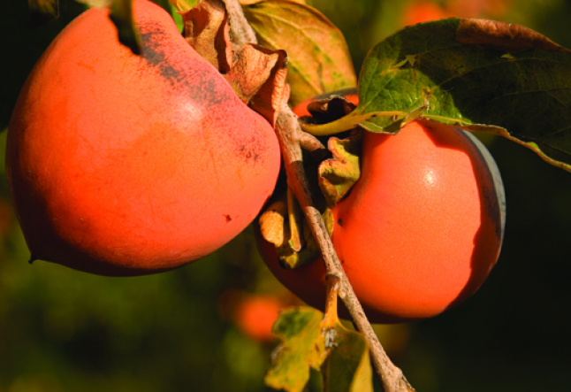 organic farms of the california coast