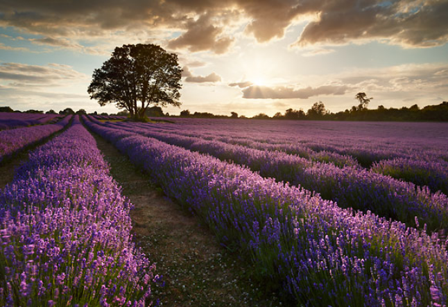 lavender field sunset the law of pure potentiality potential book philosophy potentiality definition