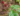 coffee: the difference between arabica and robusta