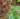 coffee: the difference between arabica and robusta