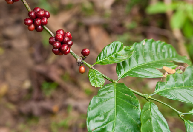 coffee: the difference between arabica and robusta