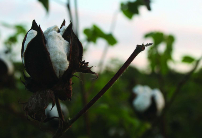 benefits of organic cotton farming