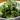 10 health benefits of eating kale