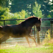 yoga and horses, finding your inner awareness together