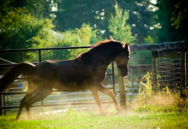 yoga and horses, finding your inner awareness together