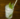 thai basil, cane sugar gin cocktail