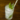 thai basil, cane sugar gin cocktail