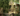 tree houses, at home among the leaves