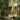 tree houses, at home among the leaves