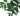 neem