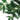 neem