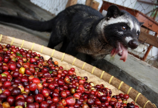 coffee luwak - kopi luwak