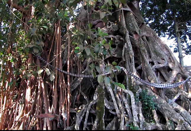 Eternal Banyan Tree Bali symbolism yoga meaning near me what is vad