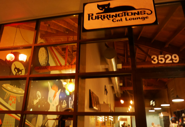 Purrington's Cat Lounge