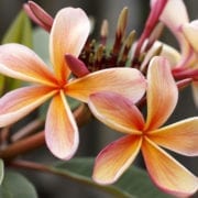 frangipani