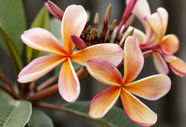 frangipani