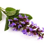 the spiritual benefits of clary sage