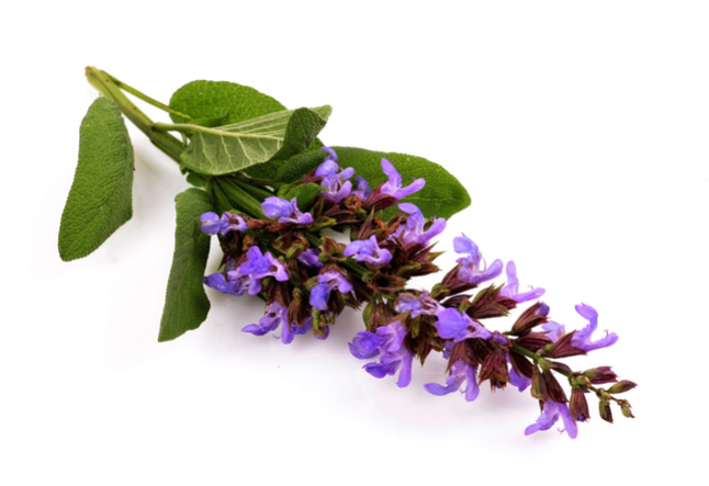 the spiritual benefits of clary sage