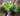all about oregano oil