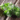 all about oregano oil