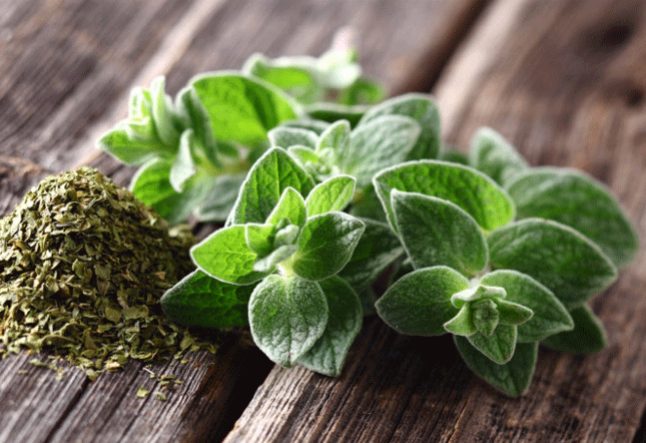 all about oregano oil