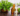 all about patchouli oil