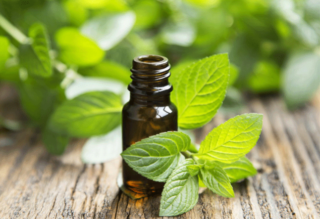 Peppermint oil benefits that you didn't know of