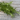 all about rosemary oil
