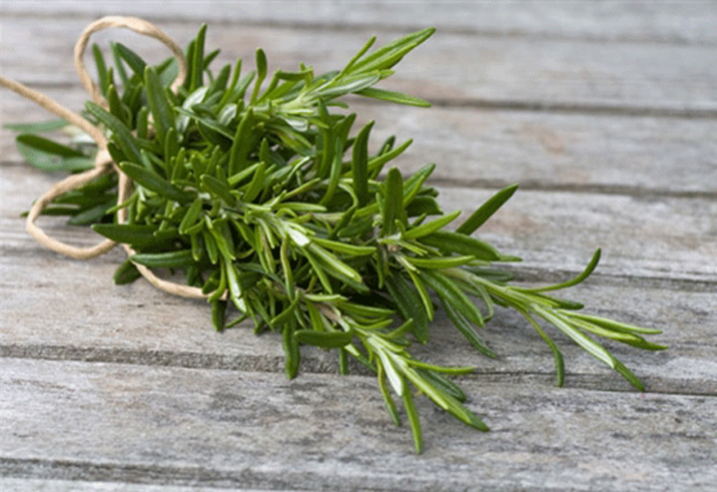 all about rosemary oil